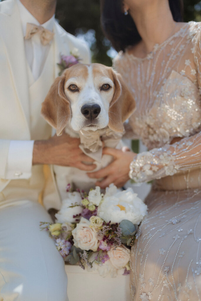 Hund Hochzeitsfoto